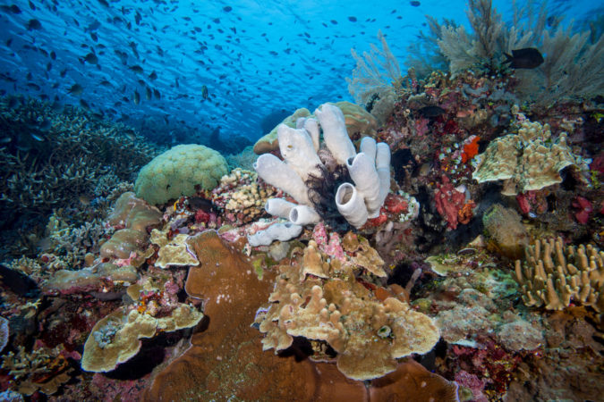 tauchen Indonesien - Unterwasseraufnahme