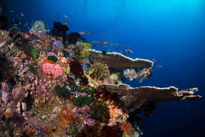 Bunte Korallen Indonesien