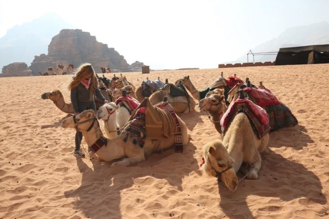 Sinai Divers Aqaba Ausflug Kamele