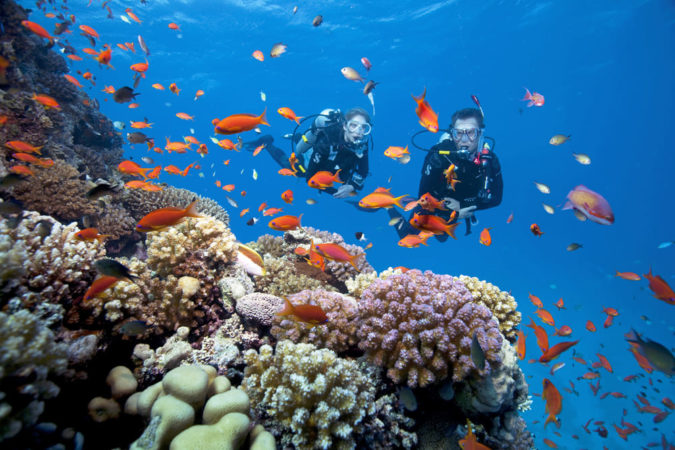 Sinai Divers Aqaba Tauchen Korallen