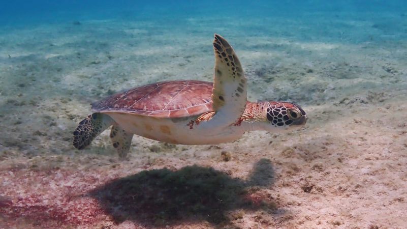 Schildkröte beim Tauchen auf Bonaire
