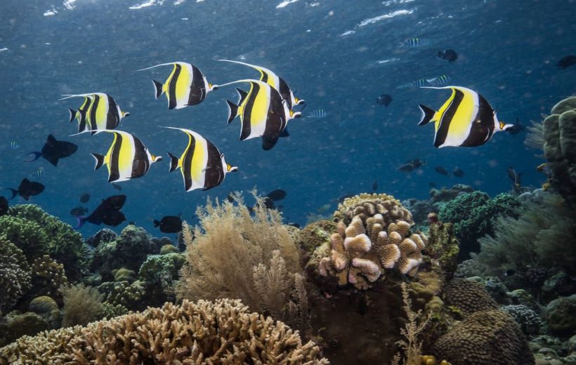Bastianos Coral Triangle Dive Safari