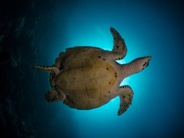 Tauchen Bunaken Schildkröte