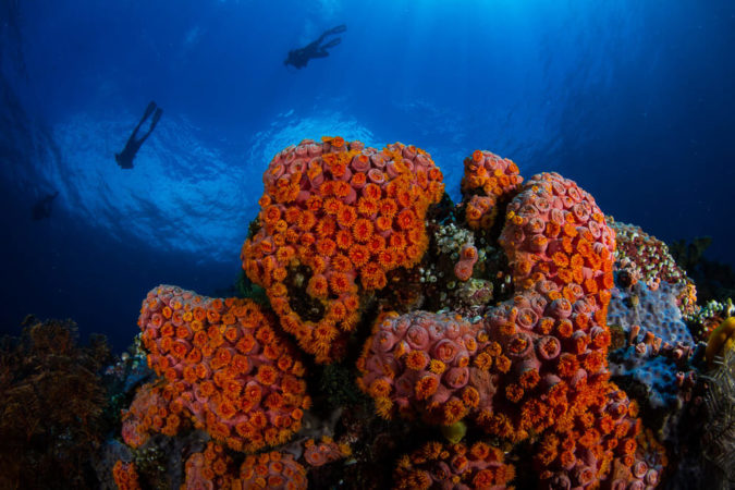 Korallen Tauchen