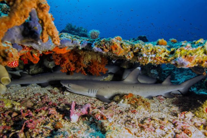 Murex Divers Bangka Whitetip Shark