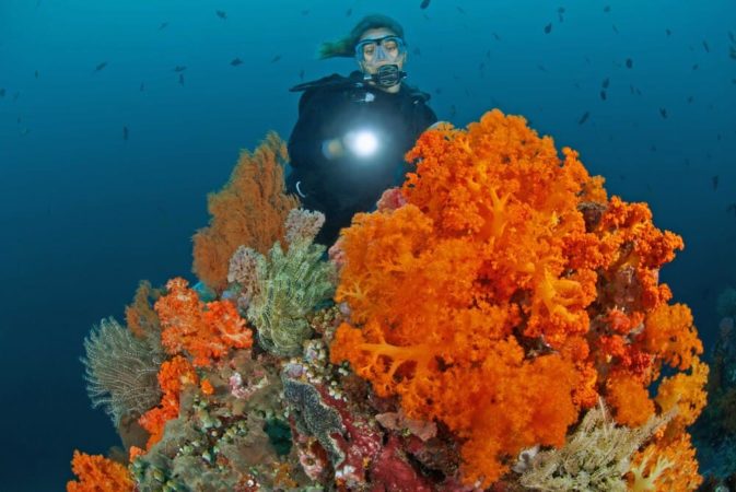 Korallen beim Tauchen mit Murex Divers Bangka