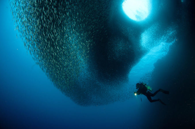 Dive College Philippinen Unterwasser Fischschwarm