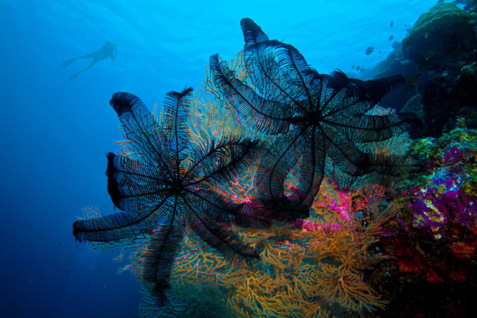Dive College Philippinen Unterwasser Korallen