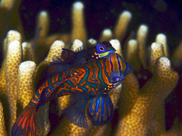 Dive College Philippinen Unterwasser Mandarinfisch
