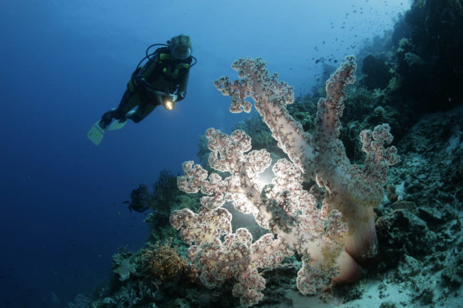 Dive College Philippinen Unterwasser Riff