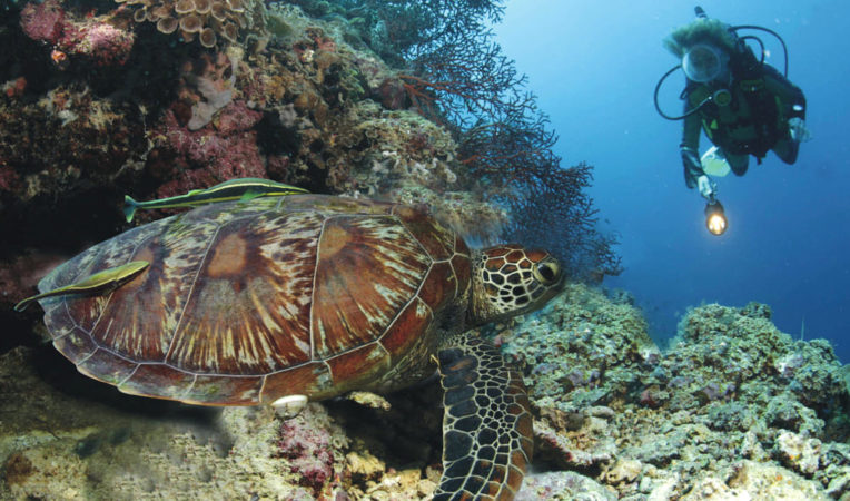 Dive College Philippinen Tauchen Schildkröte
