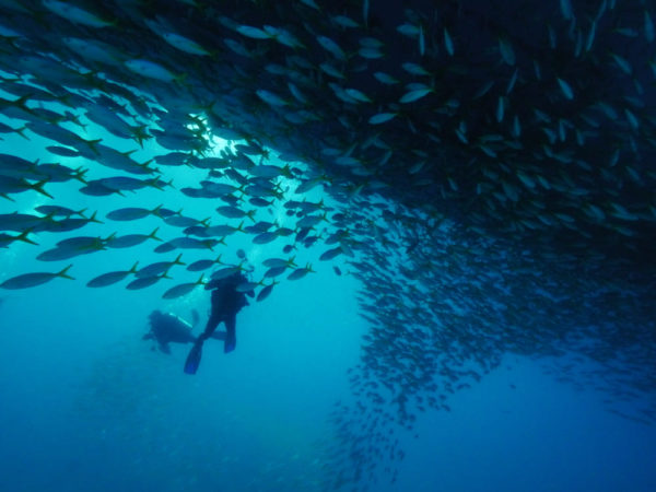 Oman Explorer Tauchen Fischschwarm