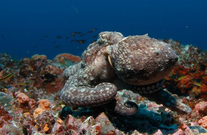 Tauchen Cocos Island Oktopus