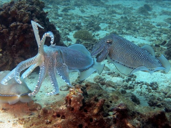 Tauchen Oman Oktopoden