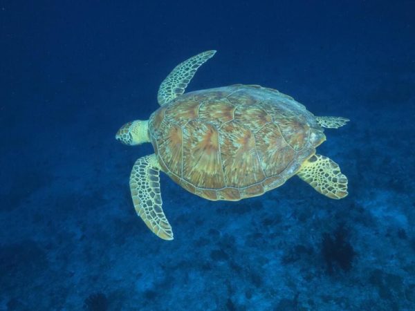Fuvahmulah Schildkröte unterwasser