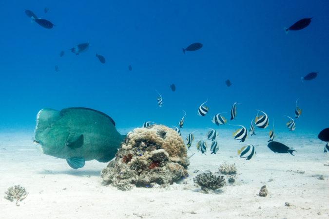 Tauchen Seychellen Unterwasserwelt Diving Sister