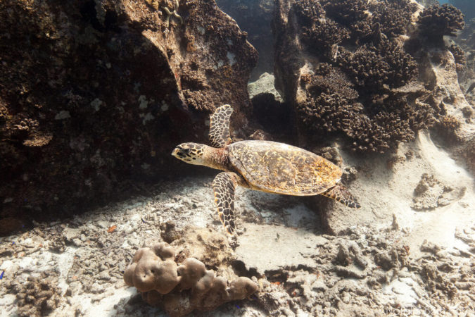 Tauchen Seychellen Schildkröte