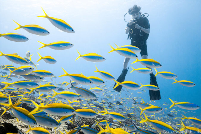 Tauchen Seychellen Fische