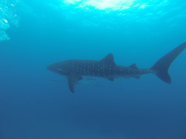Seychellen Walhai