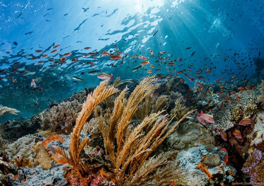 Tauchen Komodo Korallenriff