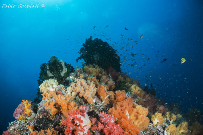 Coral Eye Dive Center Korallen