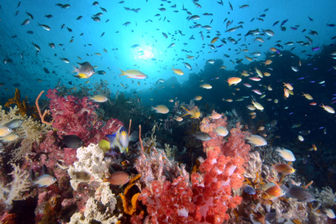 Korallenriff Maratua Atoll