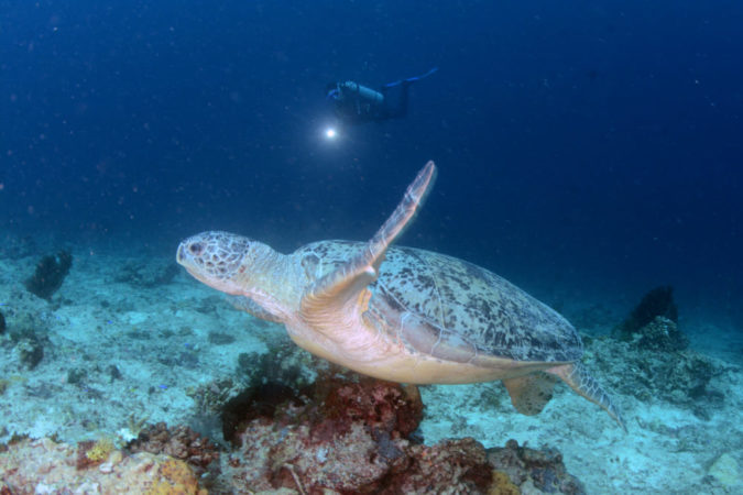 Schildkröte Maratua Atoll