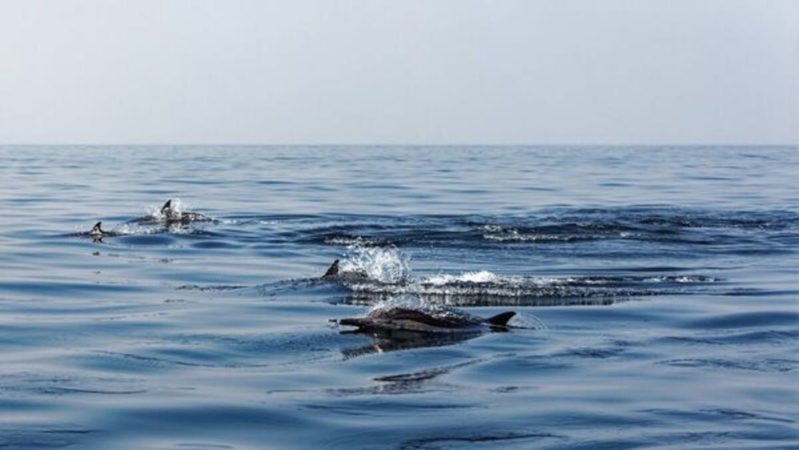 Tauchreise_Oman_Delfine (2)