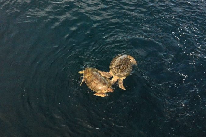 Indonesien Maratua Atoll Nunukan Island Resort Schikdkröten