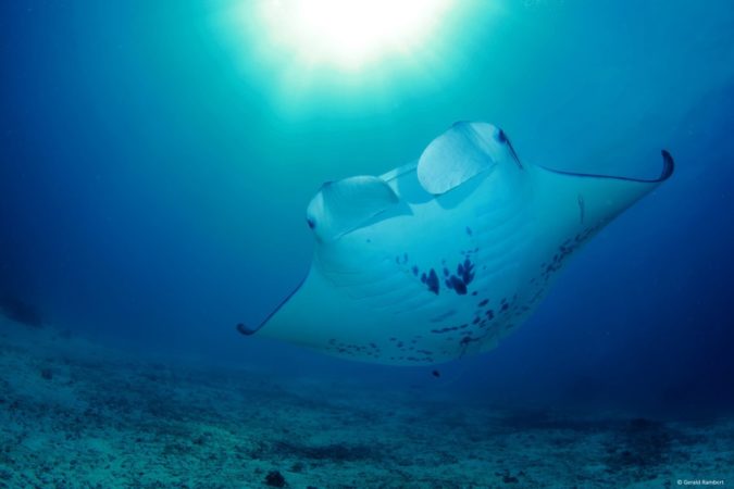 Manta