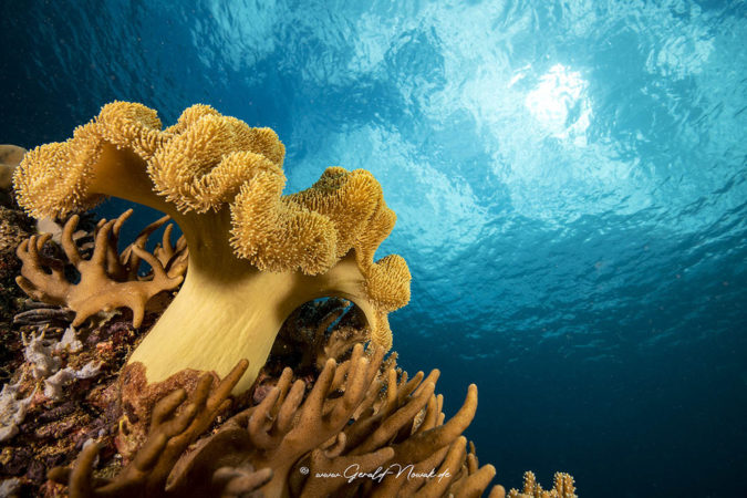 Sea Explorers Philippinen Sipalay Unterwasser