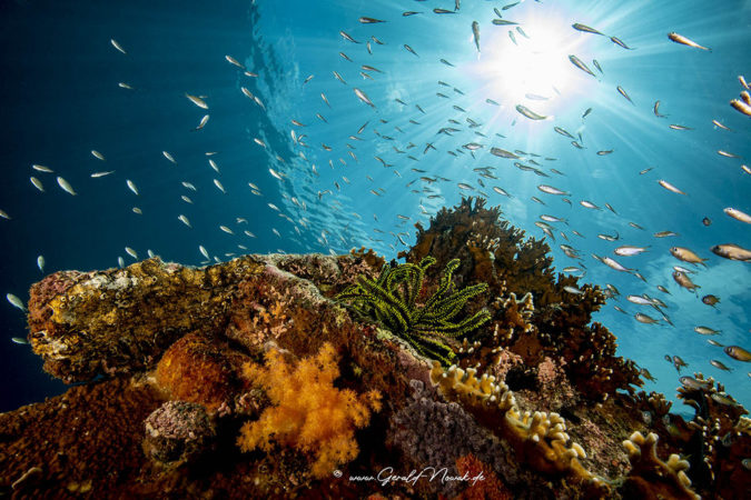 Sea Explorers Philippinen Sipalay Unterwasser