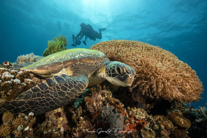 Sea Explorers Philippinen Sipalay Unterwasser Schildkröte