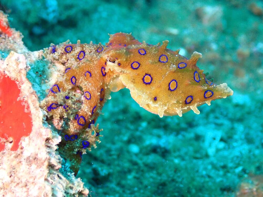 Gruppenreise Indonesien Lembeh