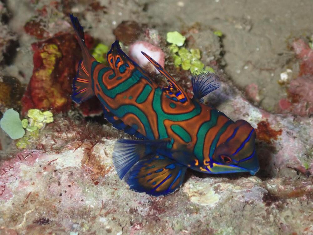 Gruppenreise Indonesien Lembeh