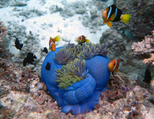 Boutique Beach Dhigurah Clownfisch