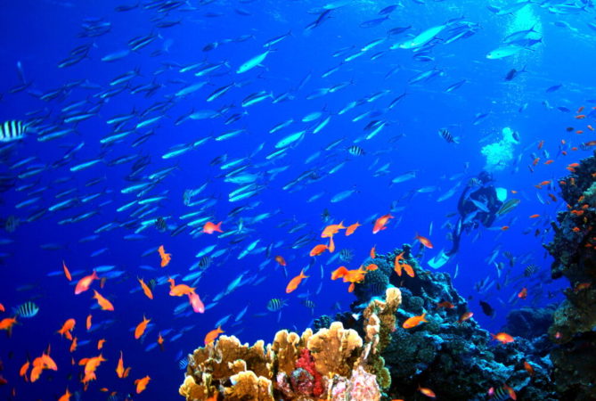 Extra Divers Lahami Bay