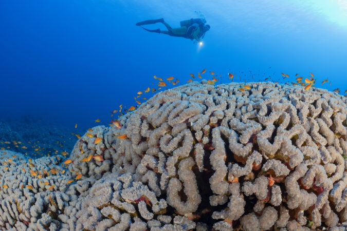 Extra Divers Lahami Bay