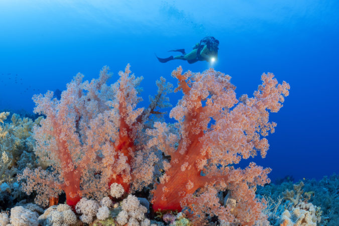 Extra Divers Lahami Bay