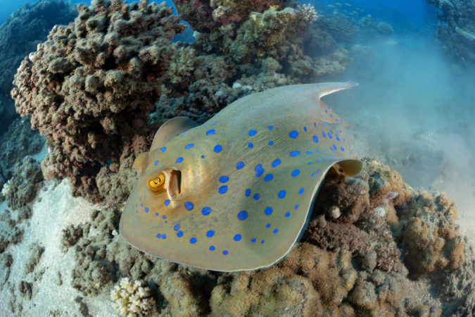 Extra Divers Lahami Bay