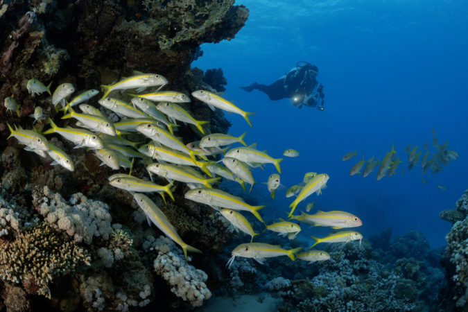 Extra Divers Lahami Bay