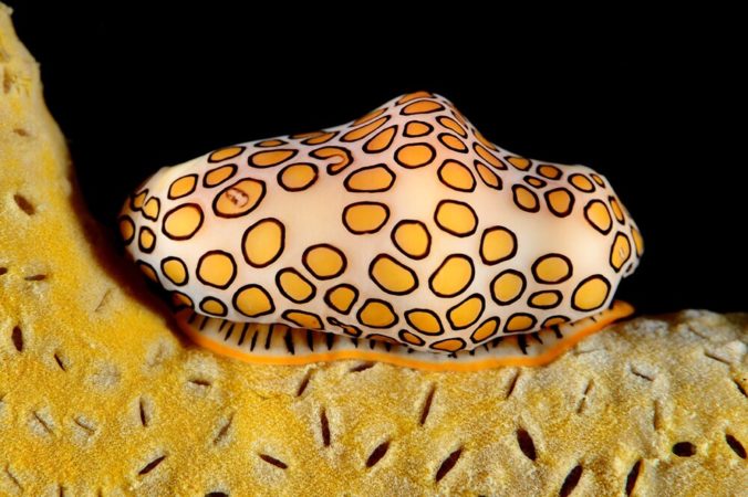 Nacktschnecke