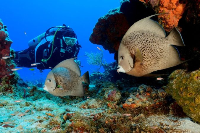 Taucher und Fische
