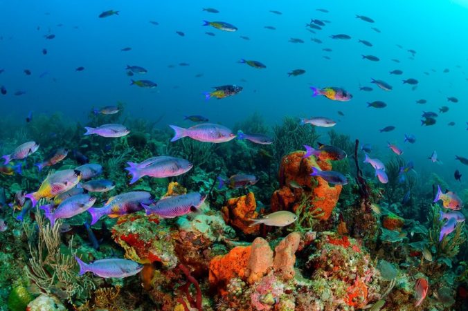 Extra Divers Speyside unter Wasser