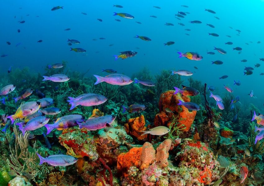 Extra Divers Speyside unter Wasser
