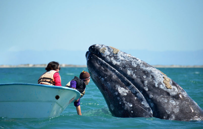 Grauwale, Glamping & Tauchsafari Socorro März 2028
